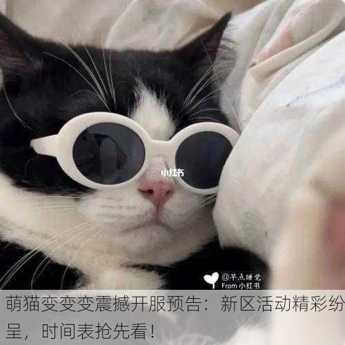 萌猫变变变震撼开服预告：新区活动精彩纷呈，时间表抢先看！