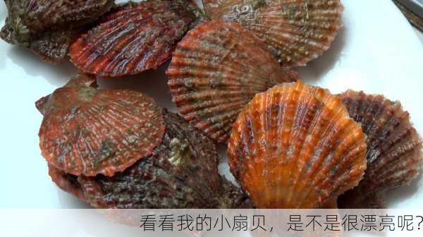 看看我的小扇贝，是不是很漂亮呢？