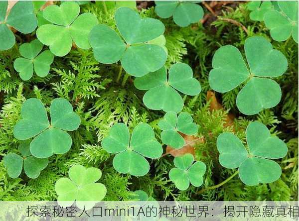 探索秘密人口mini1A的神秘世界：揭开隐藏真相
