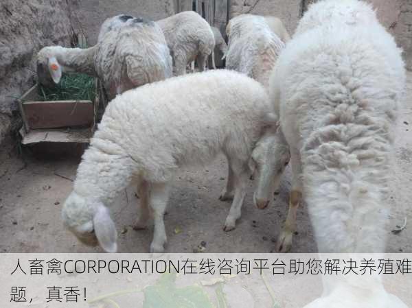 人畜禽CORPORATION在线咨询平台助您解决养殖难题，真香！