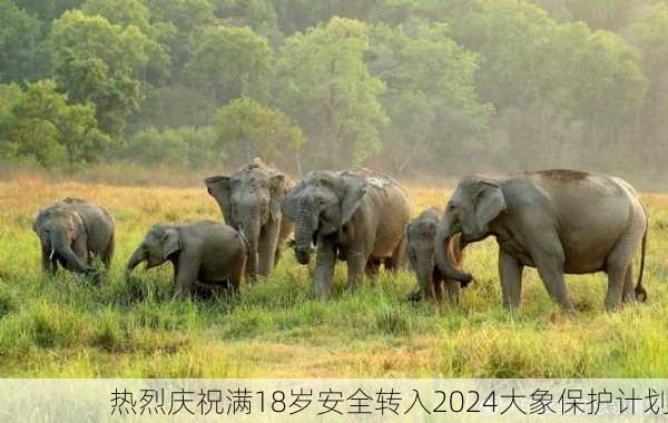 热烈庆祝满18岁安全转入2024大象保护计划