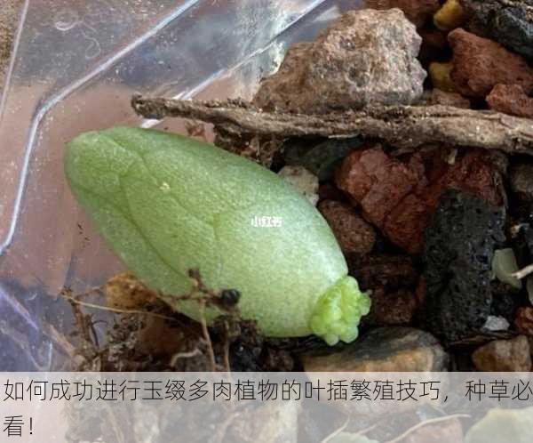 如何成功进行玉缀多肉植物的叶插繁殖技巧，种草必看！