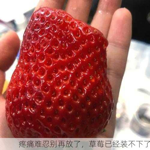 疼痛难忍别再放了，草莓已经装不下了