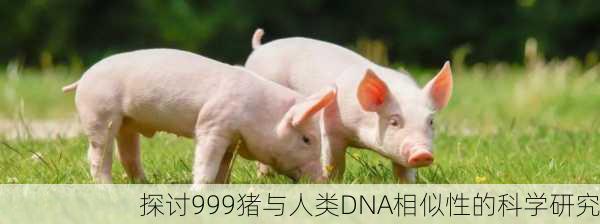 探讨999猪与人类DNA相似性的科学研究