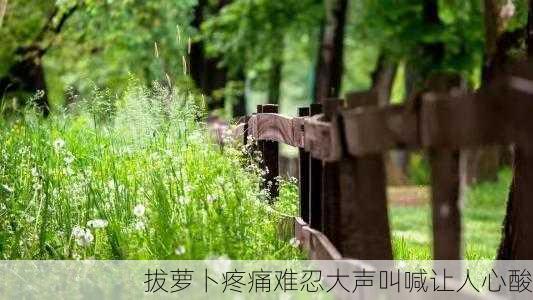 拔萝卜疼痛难忍大声叫喊让人心酸