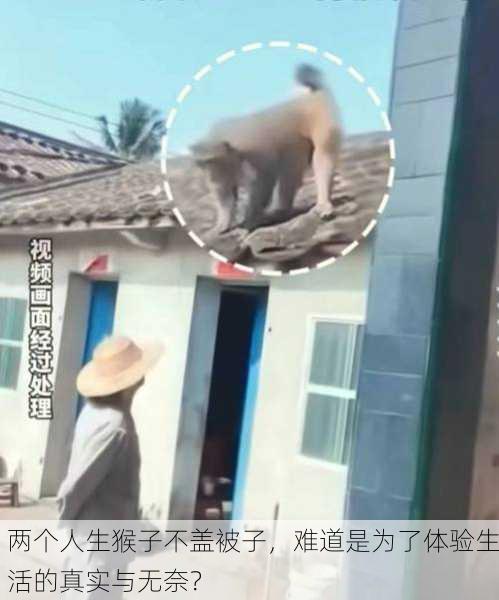 两个人生猴子不盖被子，难道是为了体验生活的真实与无奈？
