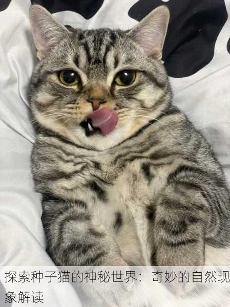 探索种子猫的神秘世界：奇妙的自然现象解读