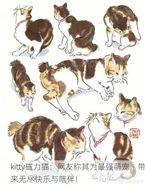 kitty磁力猫：网友称其为最强萌宠，带来无尽快乐与陪伴！