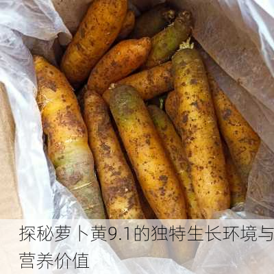 探秘萝卜黄9.1的独特生长环境与营养价值
