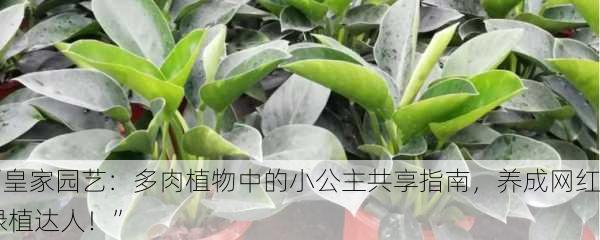 “皇家园艺：多肉植物中的小公主共享指南，养成网红绿植达人！”