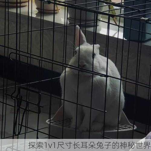 探索1v1尺寸长耳朵兔子的神秘世界