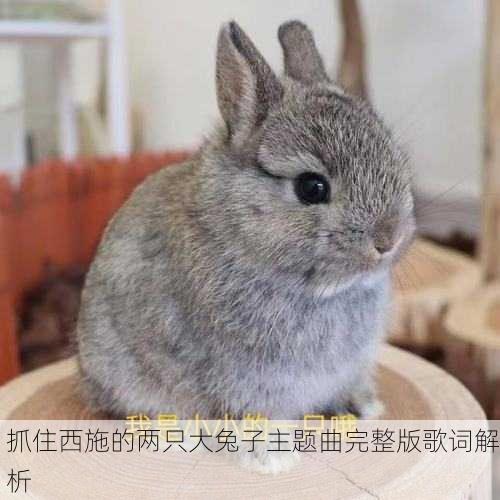 抓住西施的两只大兔子主题曲完整版歌词解析
