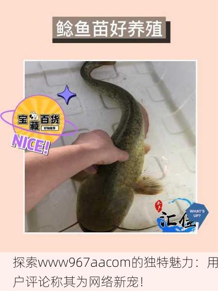 探索www967aacom的独特魅力：用户评论称其为网络新宠！