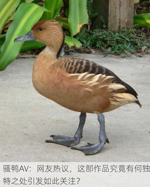 骚鸭AV：网友热议，这部作品究竟有何独特之处引发如此关注？