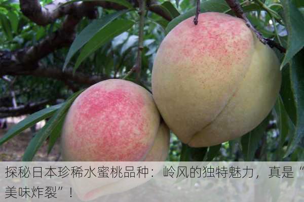探秘日本珍稀水蜜桃品种：岭风的独特魅力，真是“美味炸裂”！