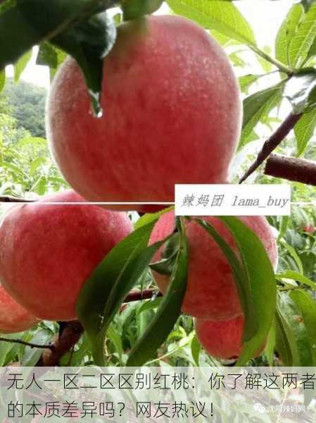 无人一区二区区别红桃：你了解这两者的本质差异吗？网友热议！