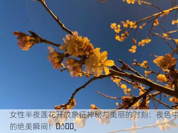 女性半夜莲花开放象征神秘与美丽的时刻：夜色中的绝美瞬间！✨🌸