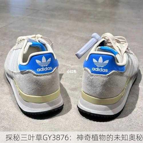 探秘三叶草GY3876：神奇植物的未知奥秘