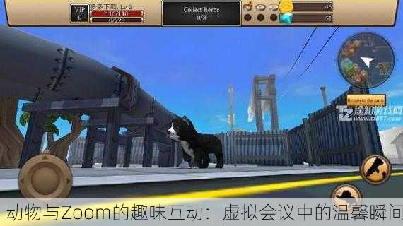 动物与Zoom的趣味互动：虚拟会议中的温馨瞬间