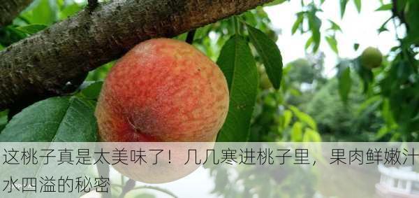 这桃子真是太美味了！几几寒进桃子里，果肉鲜嫩汁水四溢的秘密