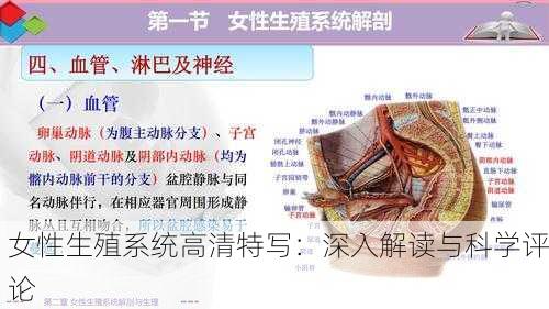 女性生殖系统高清特写：深入解读与科学评论