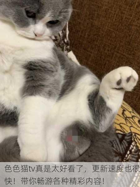 色色猫tv真是太好看了，更新速度也很快！带你畅游各种精彩内容！