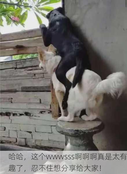 哈哈，这个wwwsss啊啊啊真是太有趣了，忍不住想分享给大家！