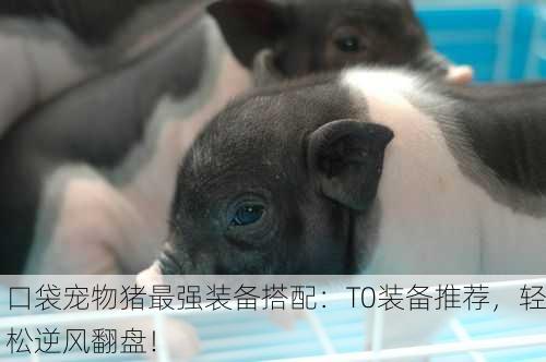 口袋宠物猪最强装备搭配：T0装备推荐，轻松逆风翻盘！