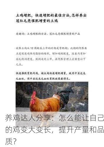 养鸡达人分享：怎么能让自己的鸡变大变长，提升产量和品质？