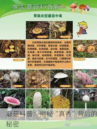 蘑菇科普：揭秘“真香”背后的秘密