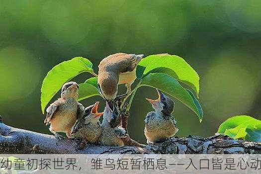 幼童初探世界，雏鸟短暂栖息——入口皆是心动