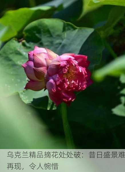 乌克兰精品摘花处处破：昔日盛景难再现，令人惋惜