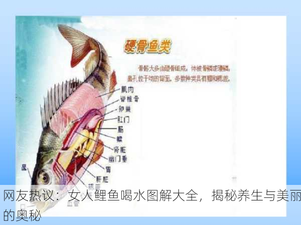 网友热议：女人鲤鱼喝水图解大全，揭秘养生与美丽的奥秘