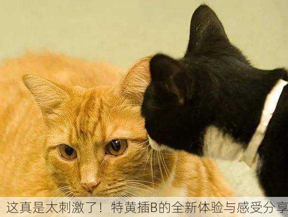 这真是太刺激了！特黄插B的全新体验与感受分享