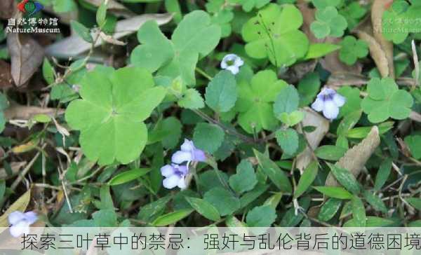 探索三叶草中的禁忌：强奸与乱伦背后的道德困境