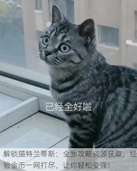解锁猫特兰蒂斯：全面攻略资源获取，经验金币一网打尽，让你轻松变强！