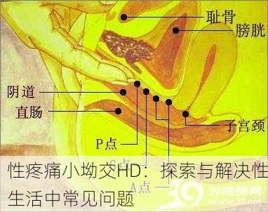 性疼痛小坳交HD：探索与解决性生活中常见问题
