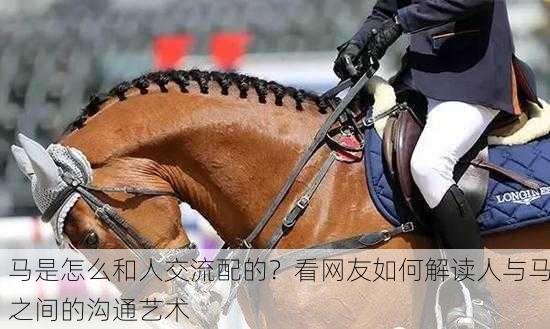 马是怎么和人交流配的？看网友如何解读人与马之间的沟通艺术