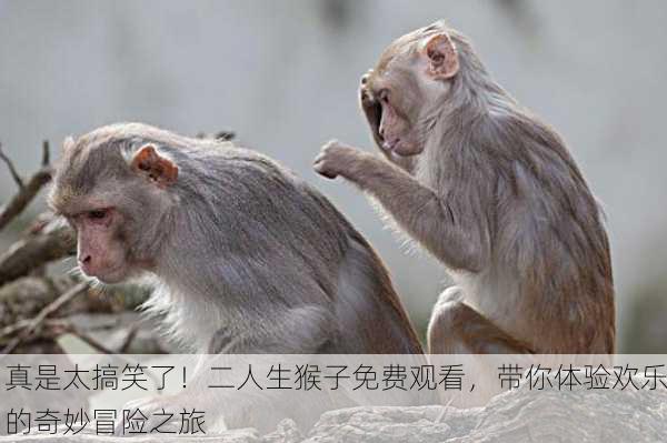 真是太搞笑了！二人生猴子免费观看，带你体验欢乐的奇妙冒险之旅