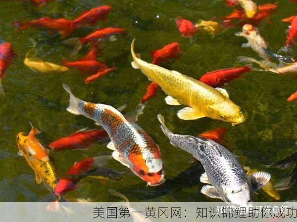 美国第一黄冈网：知识锦鲤助你成功