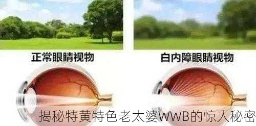 揭秘特黄特色老太婆WWB的惊人秘密