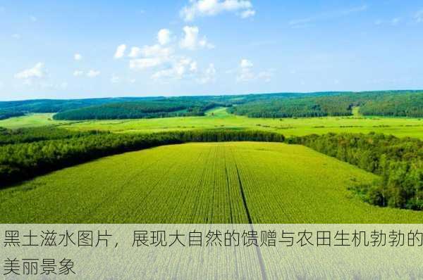 黑土滋水图片，展现大自然的馈赠与农田生机勃勃的美丽景象