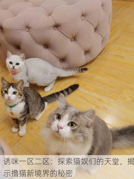 诱咪一区二区：探索猫奴们的天堂，揭示撸猫新境界的秘密