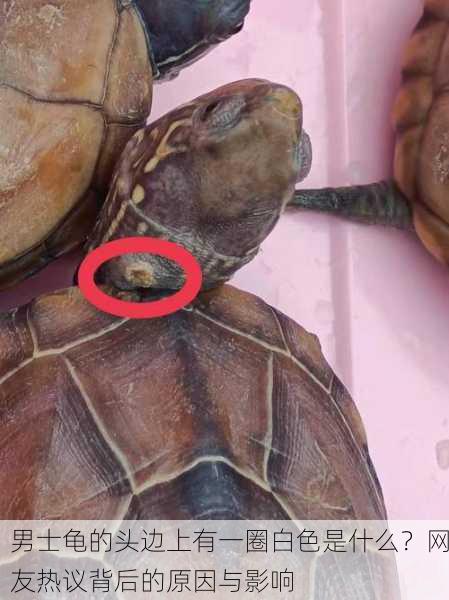 男士龟的头边上有一圈白色是什么？网友热议背后的原因与影响