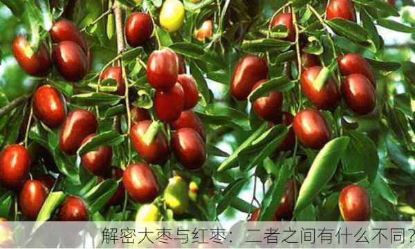 解密大枣与红枣：二者之间有什么不同？