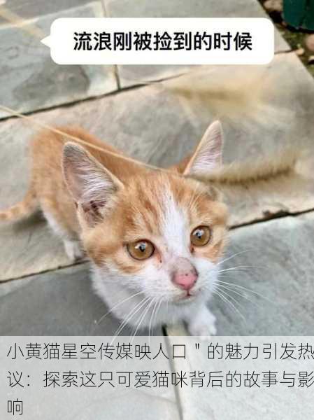 小黄猫星空传媒映人口＂的魅力引发热议：探索这只可爱猫咪背后的故事与影响