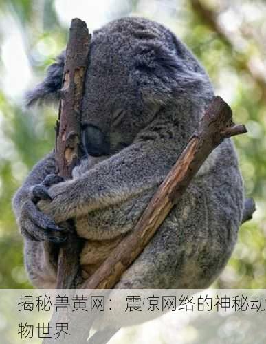 揭秘兽黄网：震惊网络的神秘动物世界