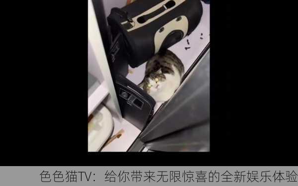 色色猫TV：给你带来无限惊喜的全新娱乐体验