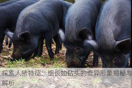 探索人猪特征：细长如钻头的奇异形象揭秘与解析
