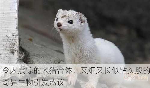 令人震惊的人猪合体：又细又长似钻头般的奇异生物引发热议